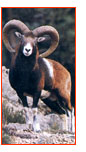Muflone