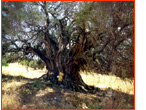 Olivo Secolare nel Liscia